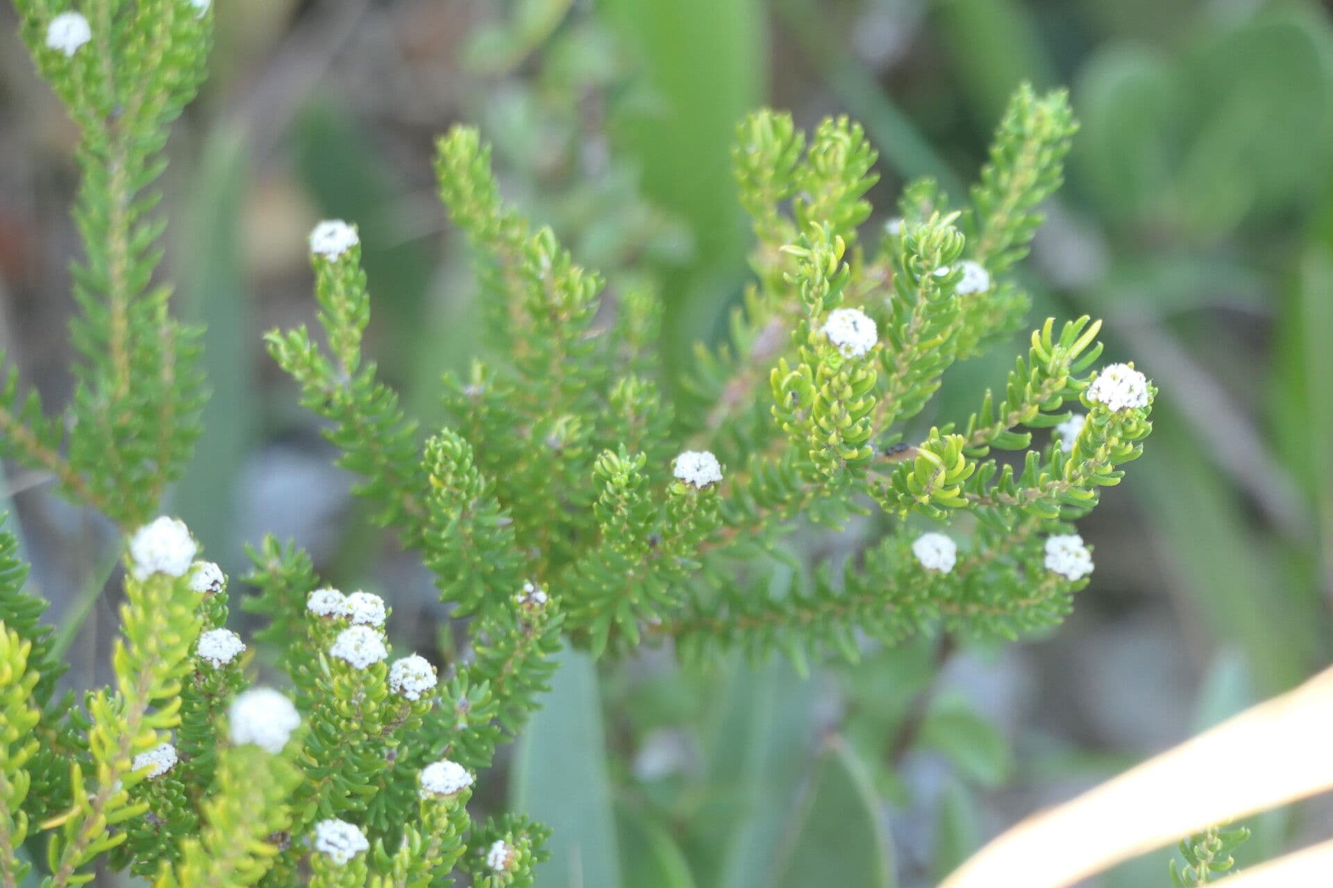 Phylica ericoides 6