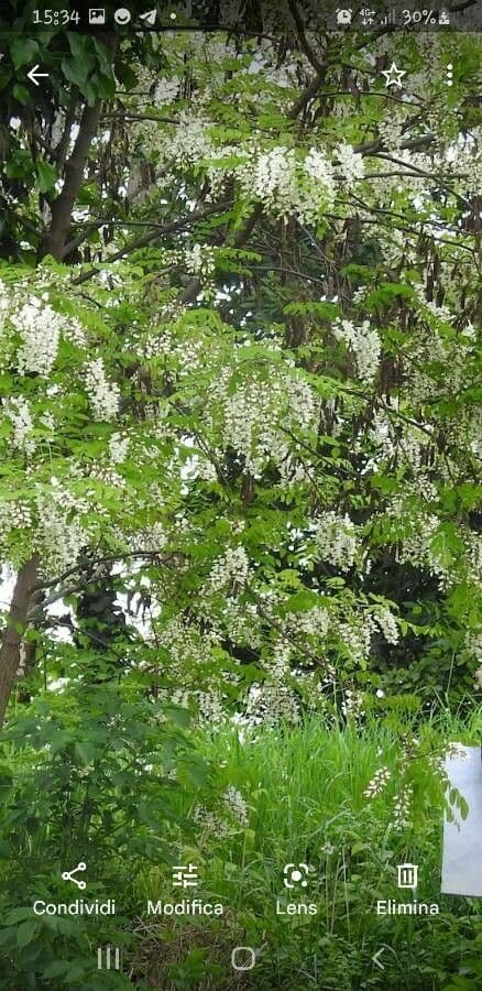 Robinia 6