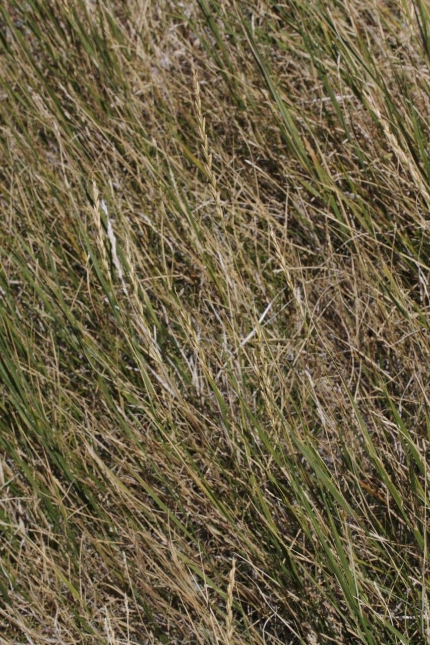 Leymus triticoides 10