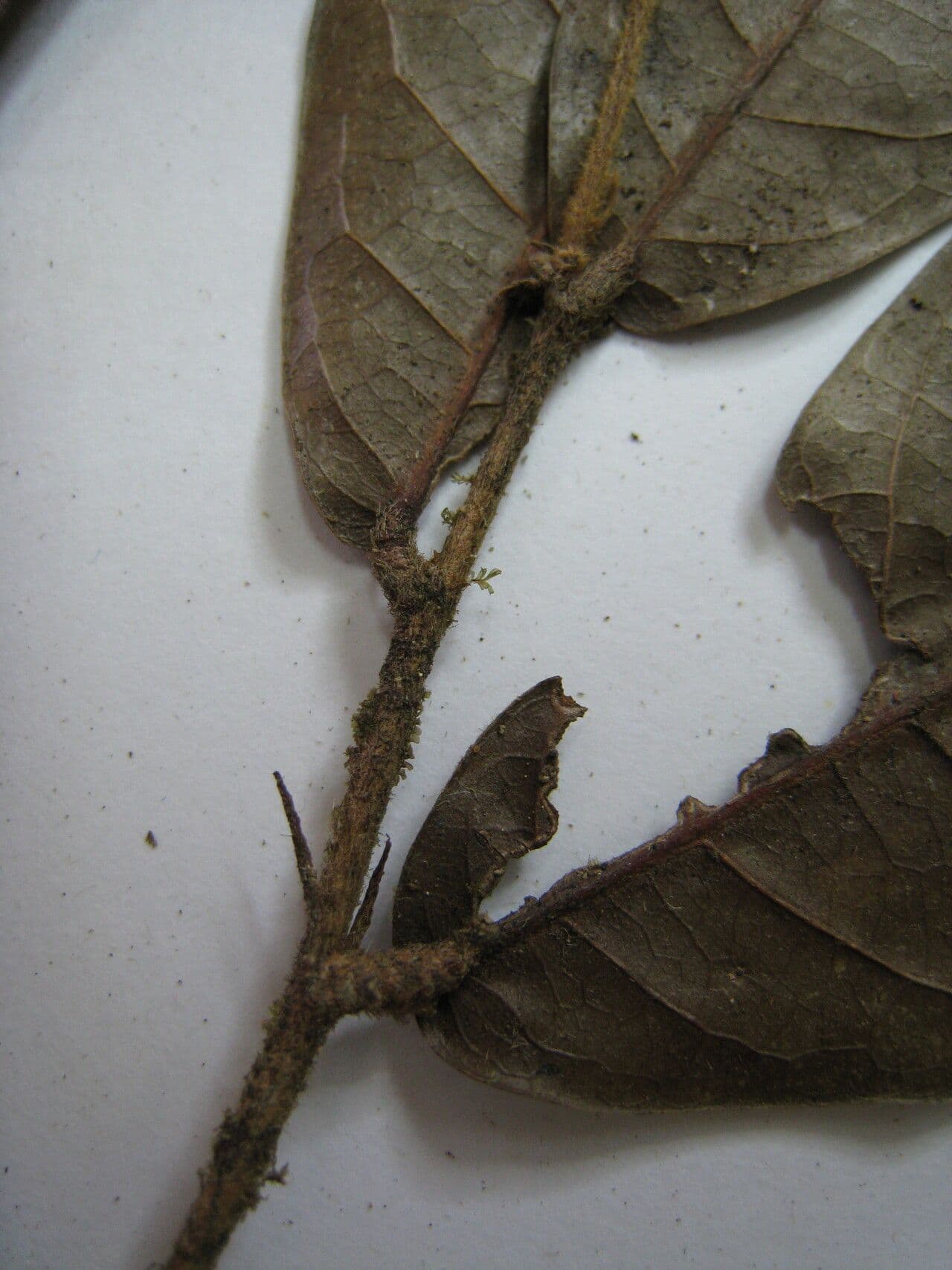 Hirtella di Araguari
