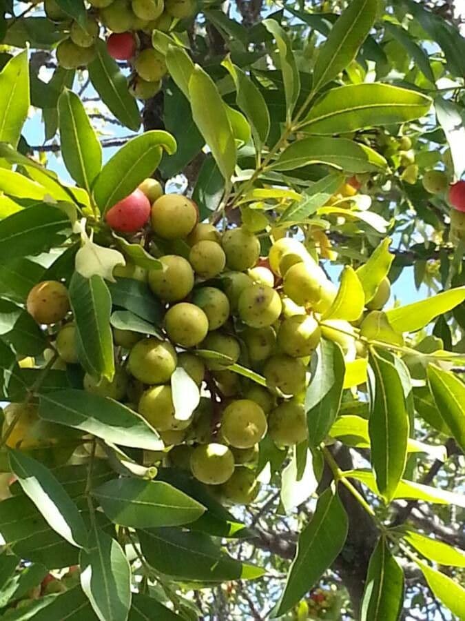 Ekebergia 5