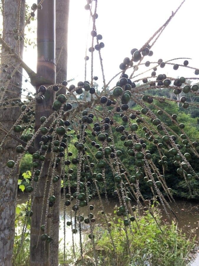 Açai 5