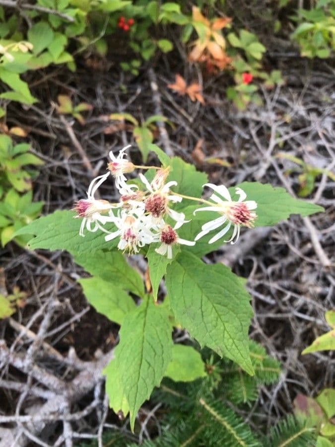 Berg-Aster
