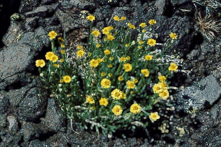 Erigeron 7