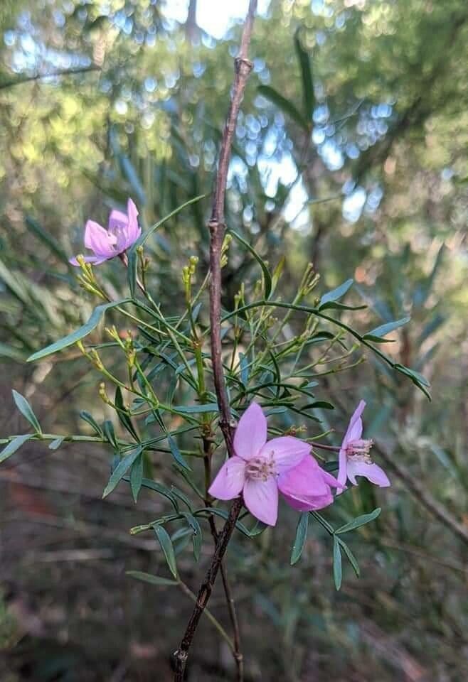 Boronia pennata