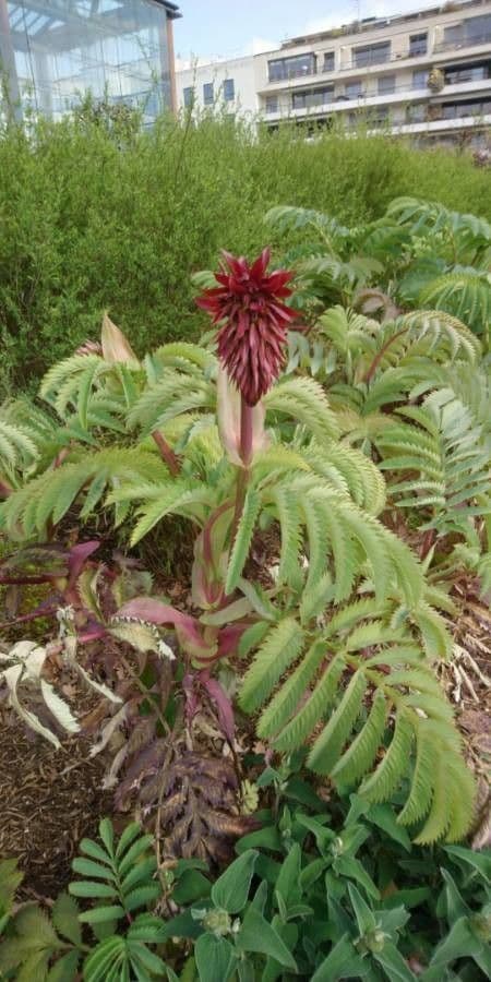 Melianthus maggiore 17