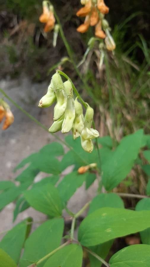 Astragalo
