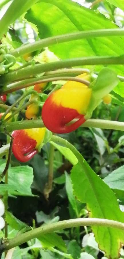Impatiens 10