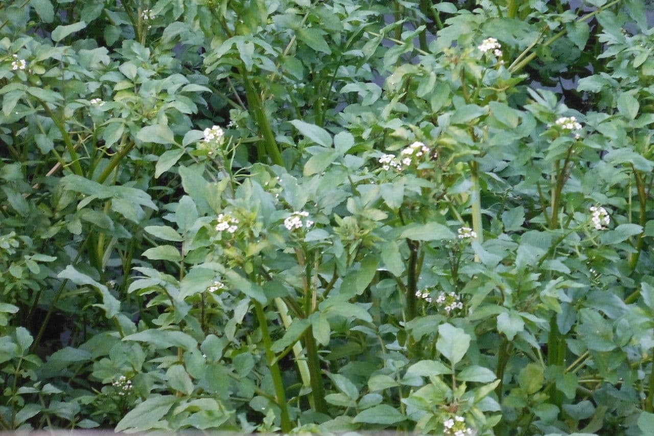 Potočnice lékařská 29