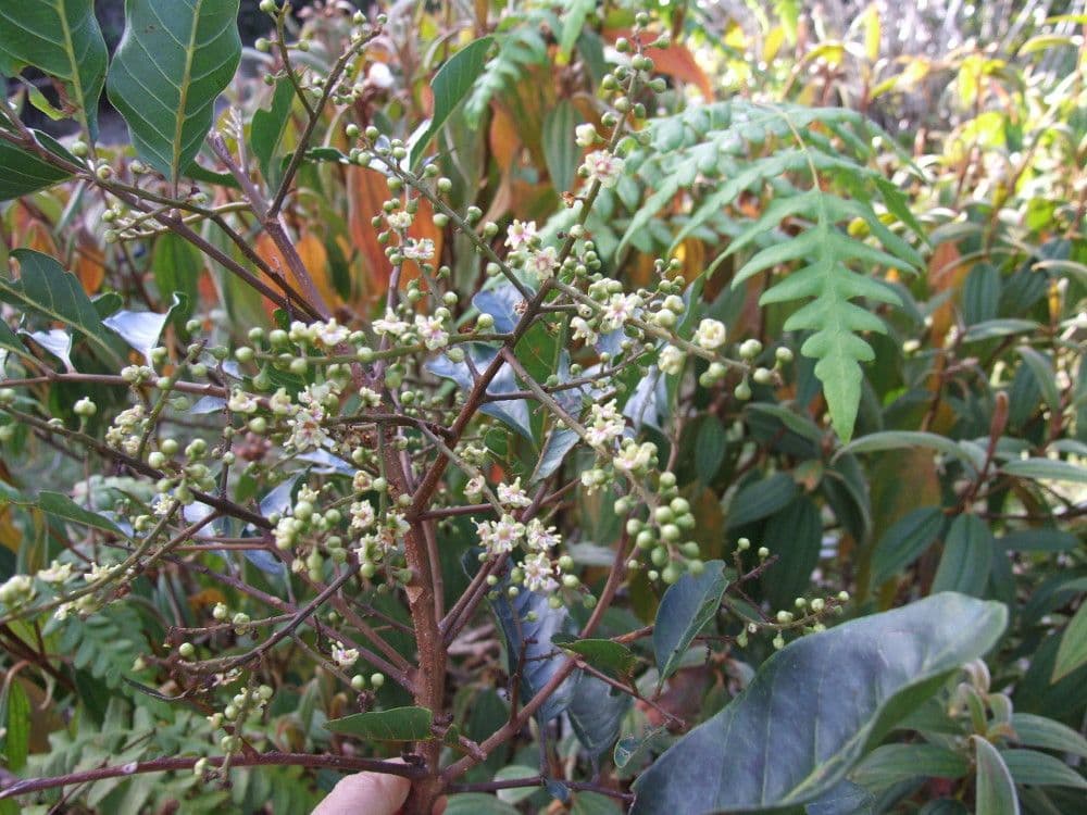 Cupaniopsis 7