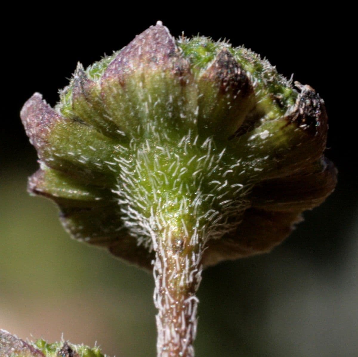 Eclipta 2