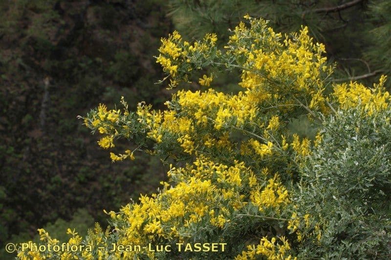 Genista z Madeiry 6