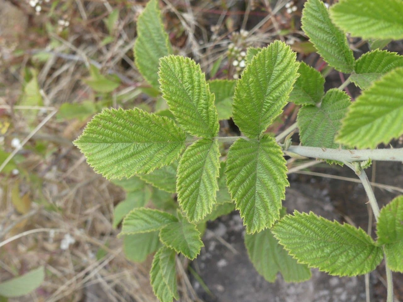 Rubus apetalus 12