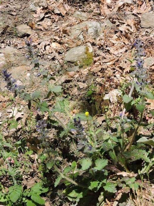 Ajuga orientalis 9