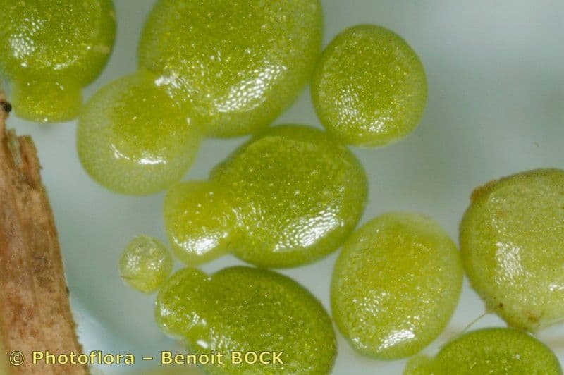 Wolffia arrhiza 3