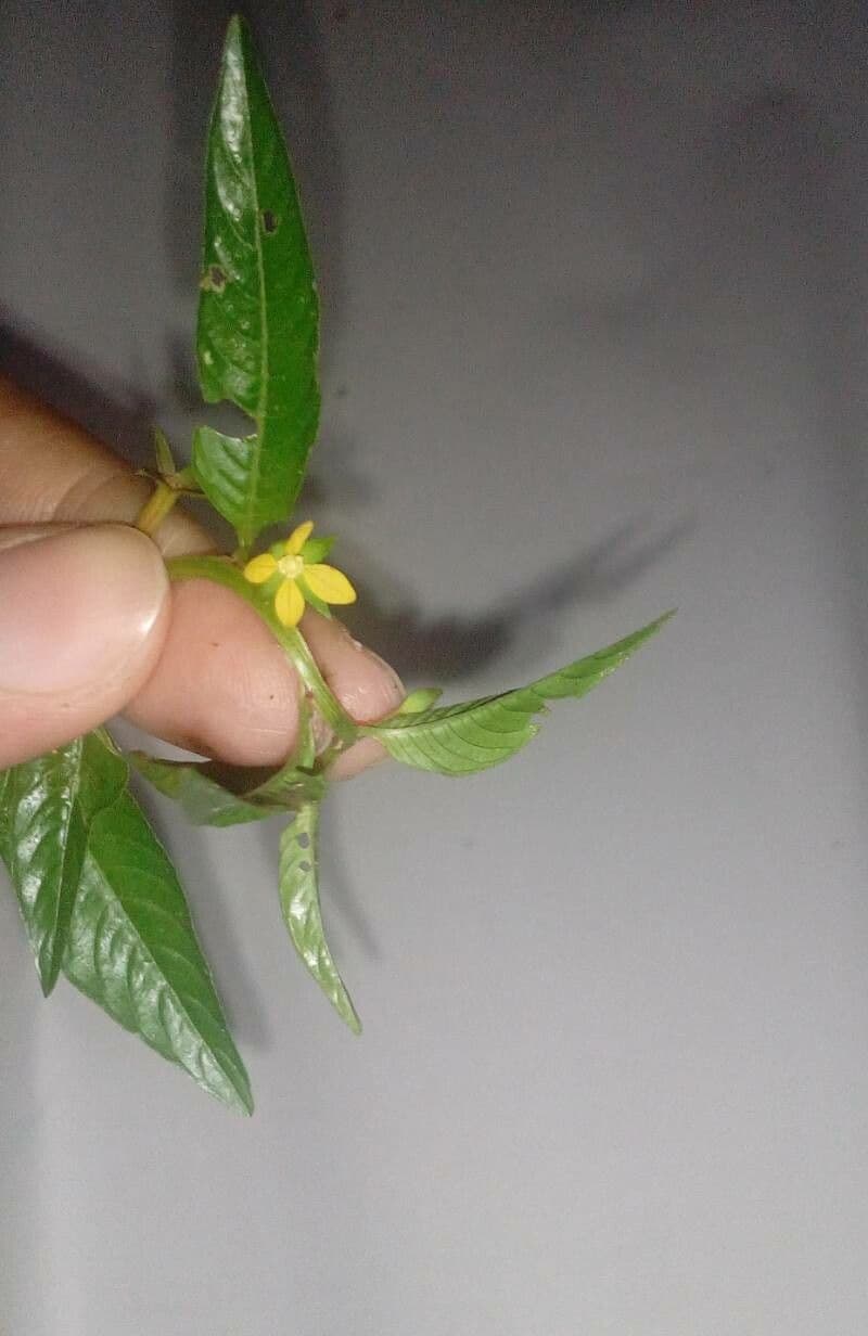 Ludwigia 2