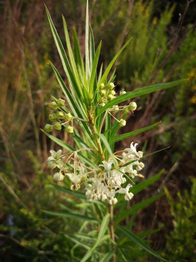 Gomphocarpus 6
