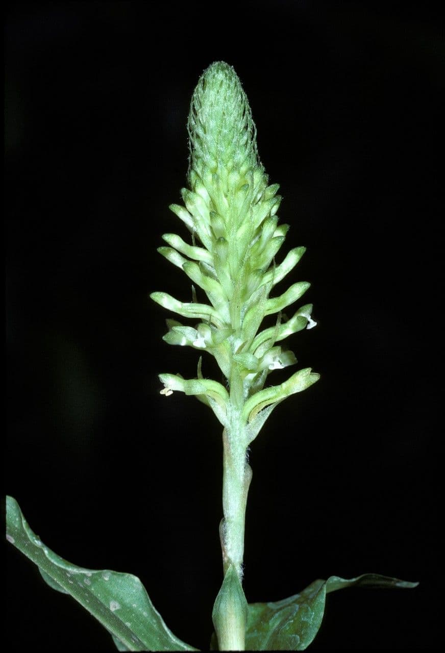 Aspidogyne 3
