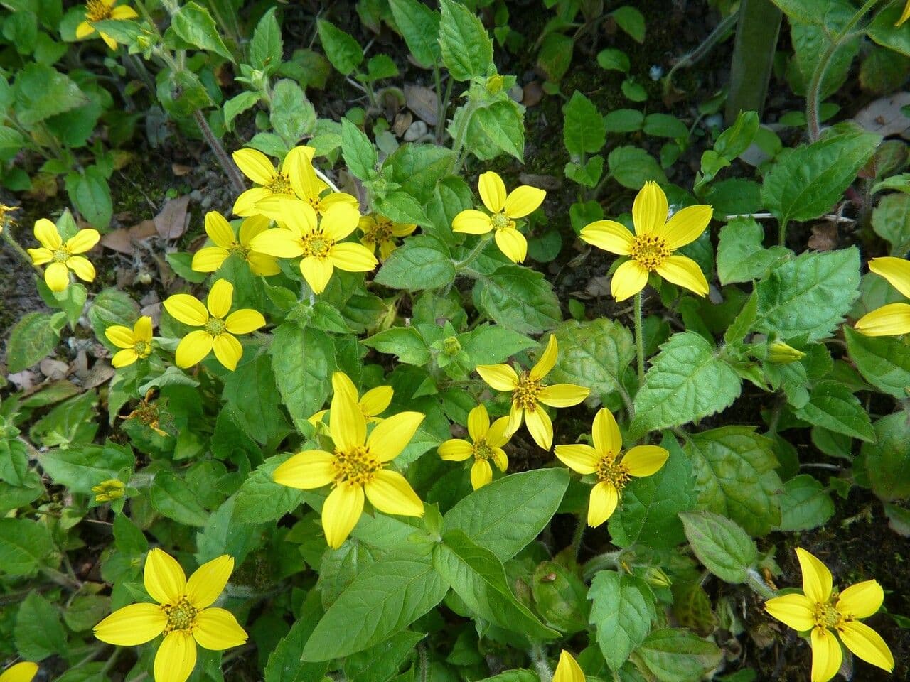 Chrysogonum 18