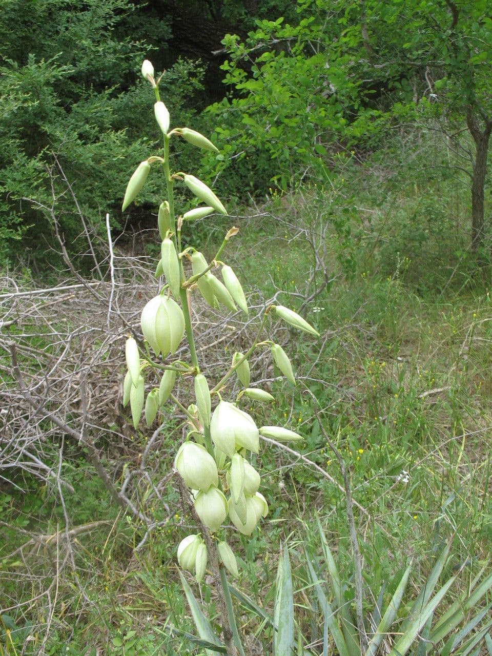 Yuca pallida 6