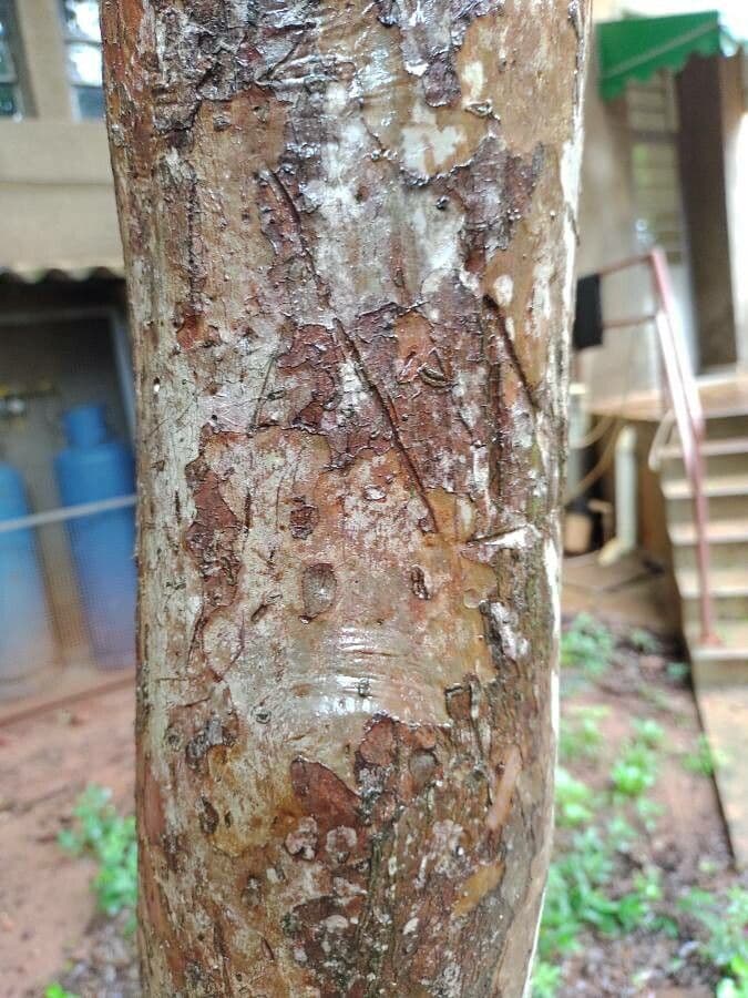 Guayaba 11
