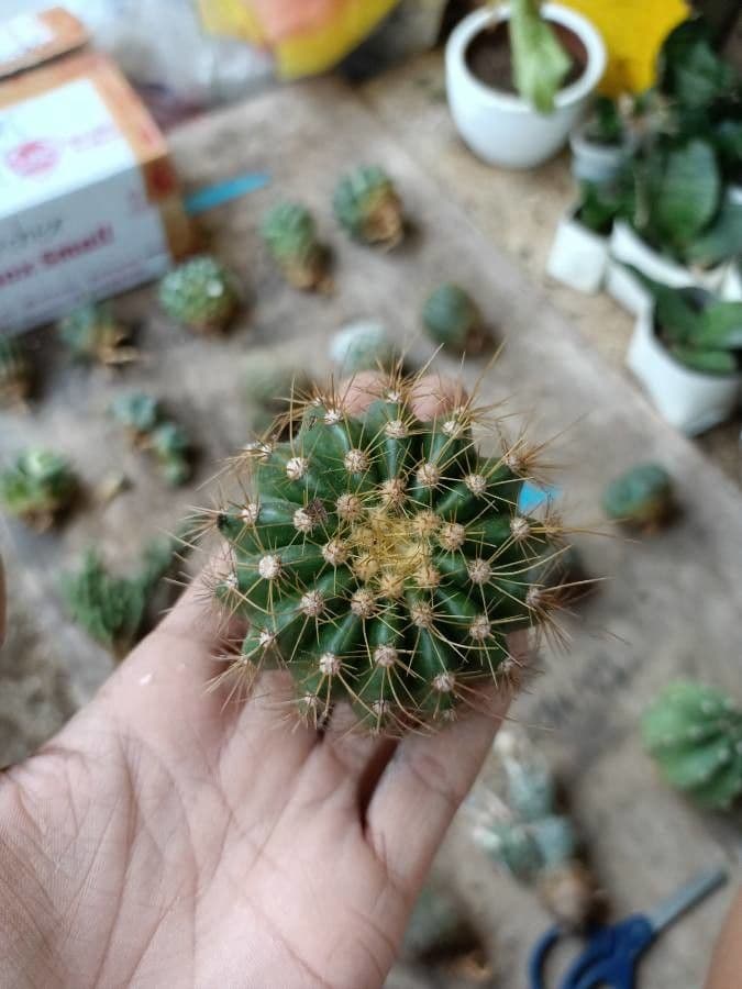 Coleocephalocereus