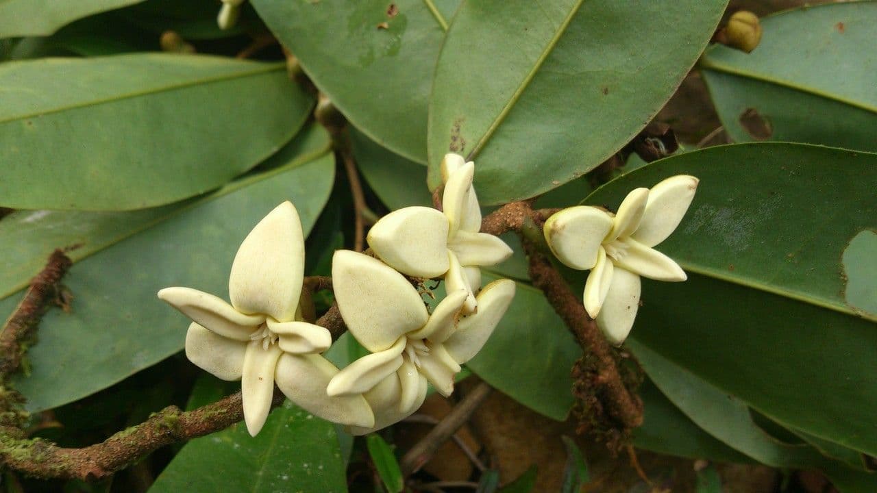 Xylopia 2