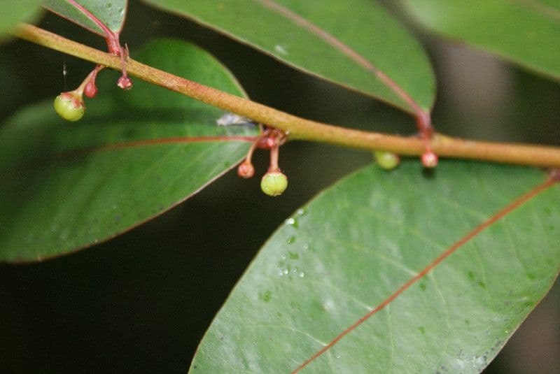 Phyllanthus phillyreifolius