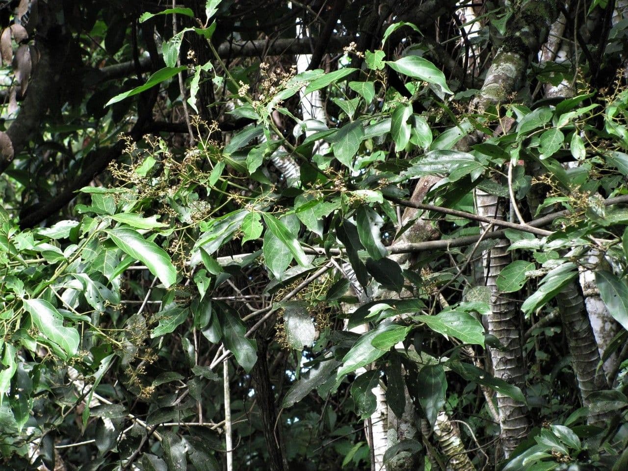 Nectandra 14