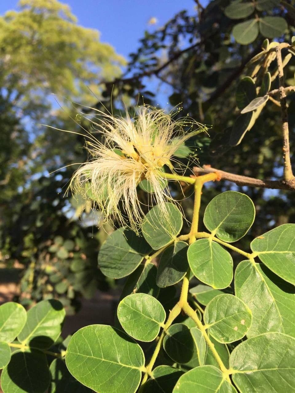 Albizia 5