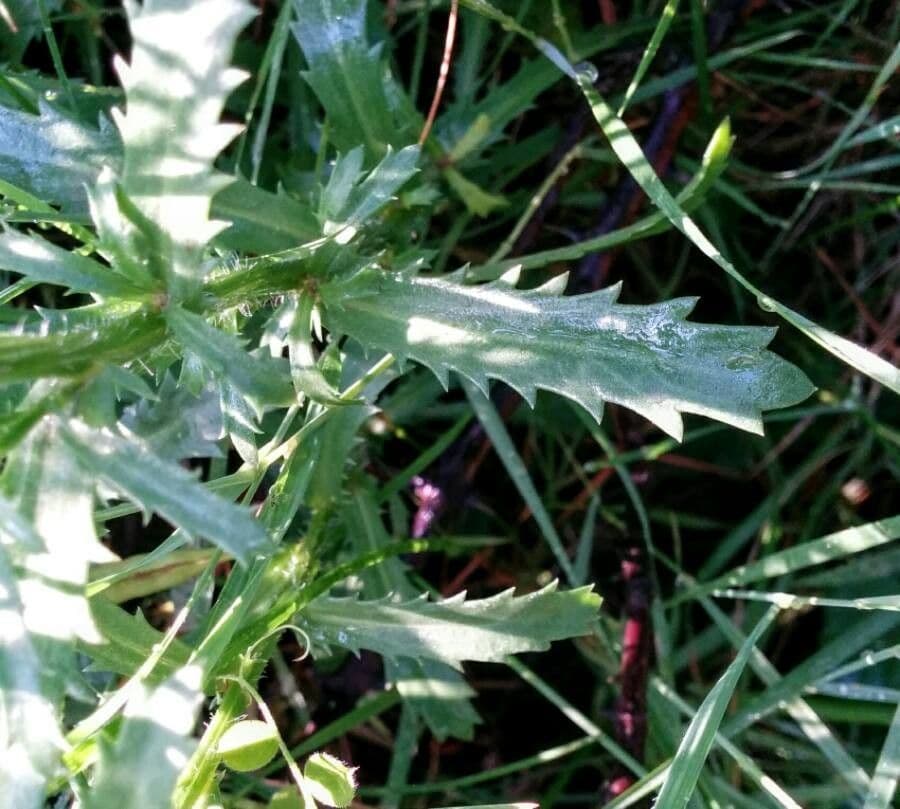 Schwarze Margerite 6
