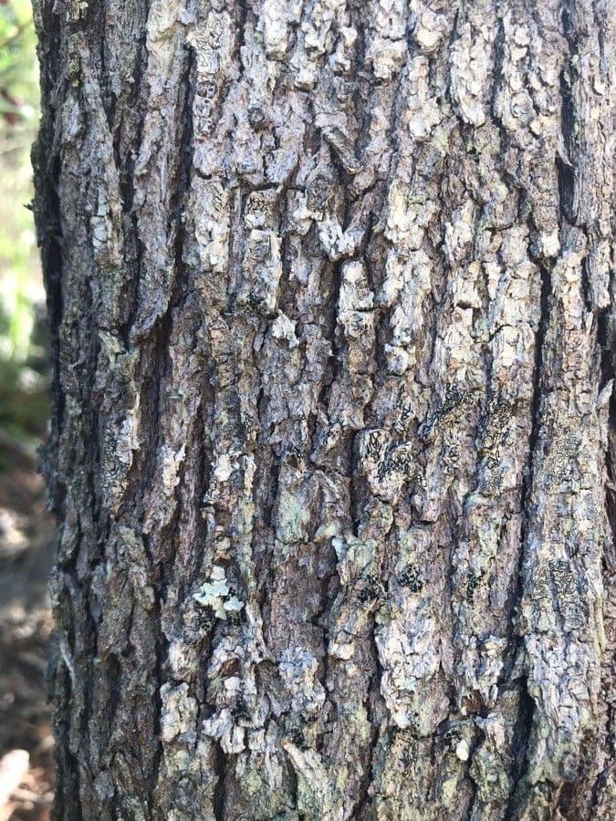 Acronychia laevis 5