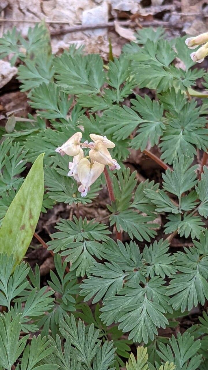 Dicentra canadese 3