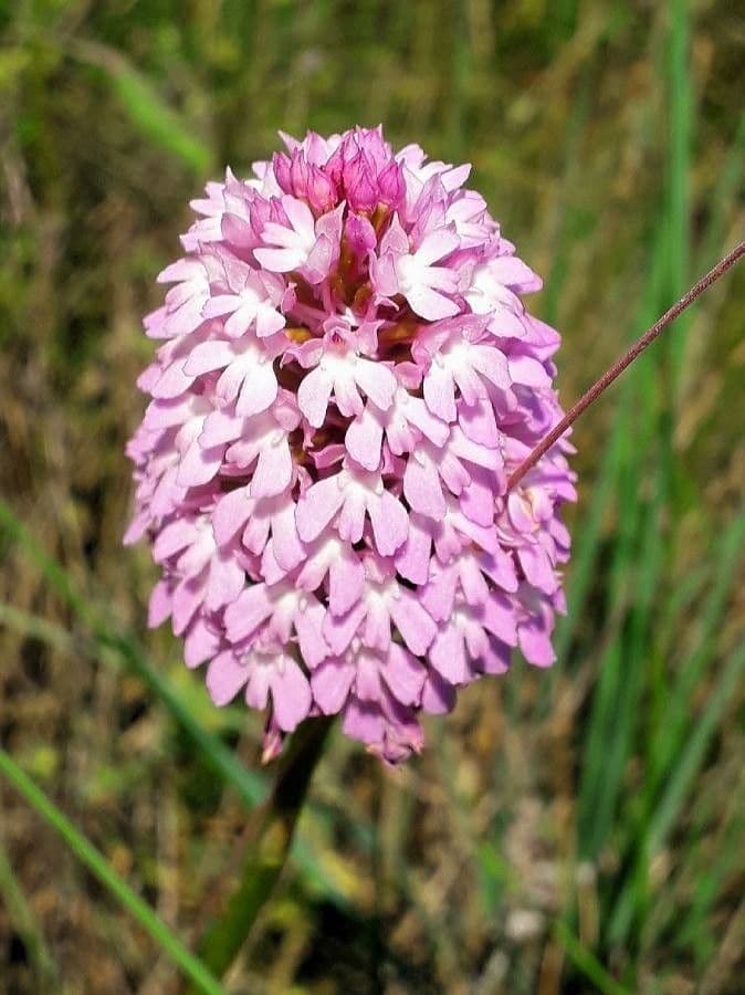Orchis pyramidal 10