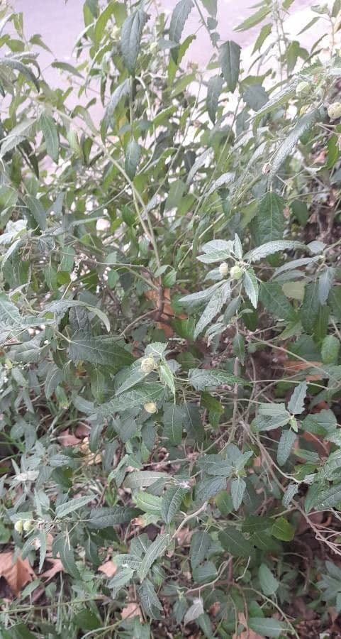 Pavonia hastata 11