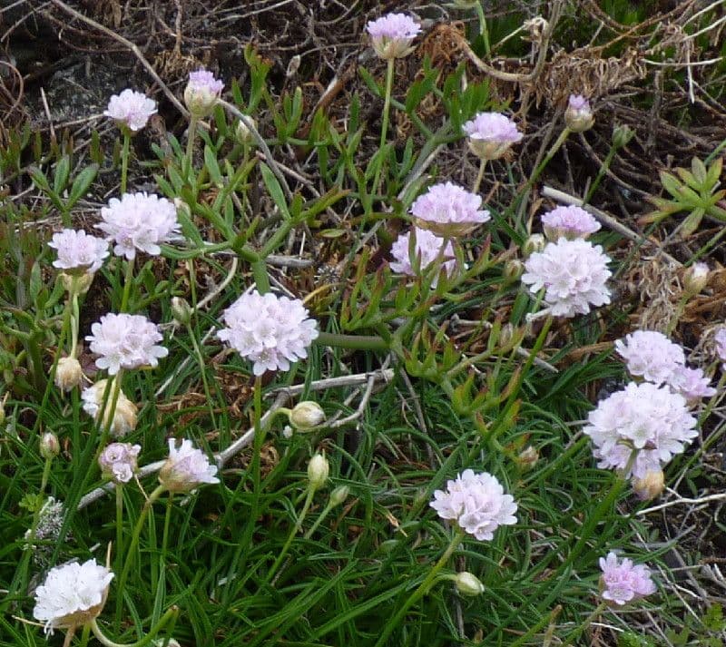 Armeria ruscinonensis 9