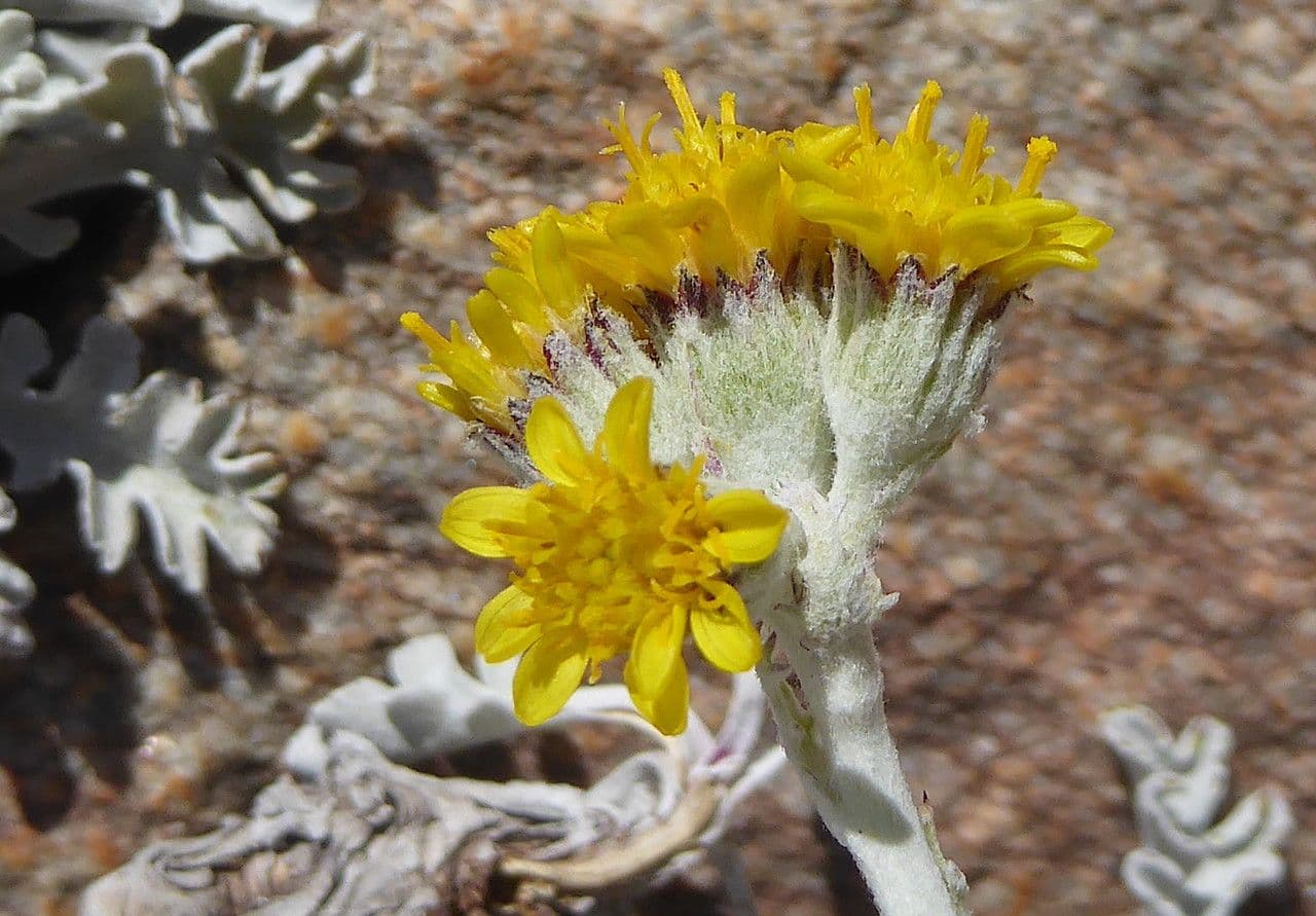 Senecio leucofillo 2