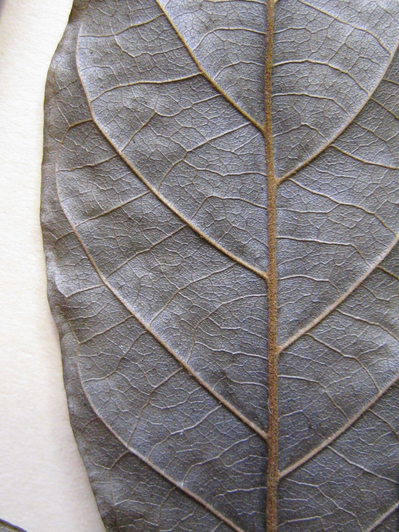 Handroanthus 5