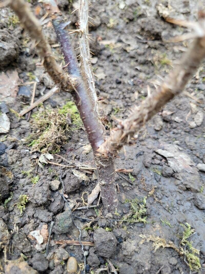 Ribes divaricato 20