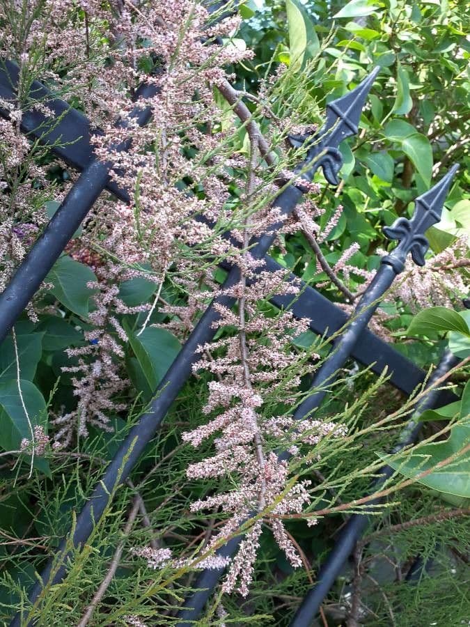 Tamarix parviflora 30