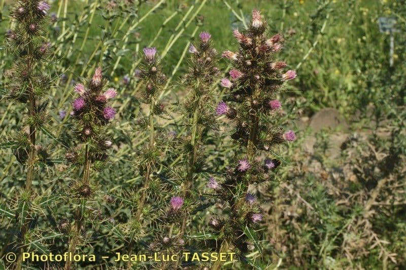 Ptilostemon casabonae 6