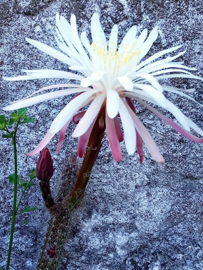 Cereus notturno del deserto 11