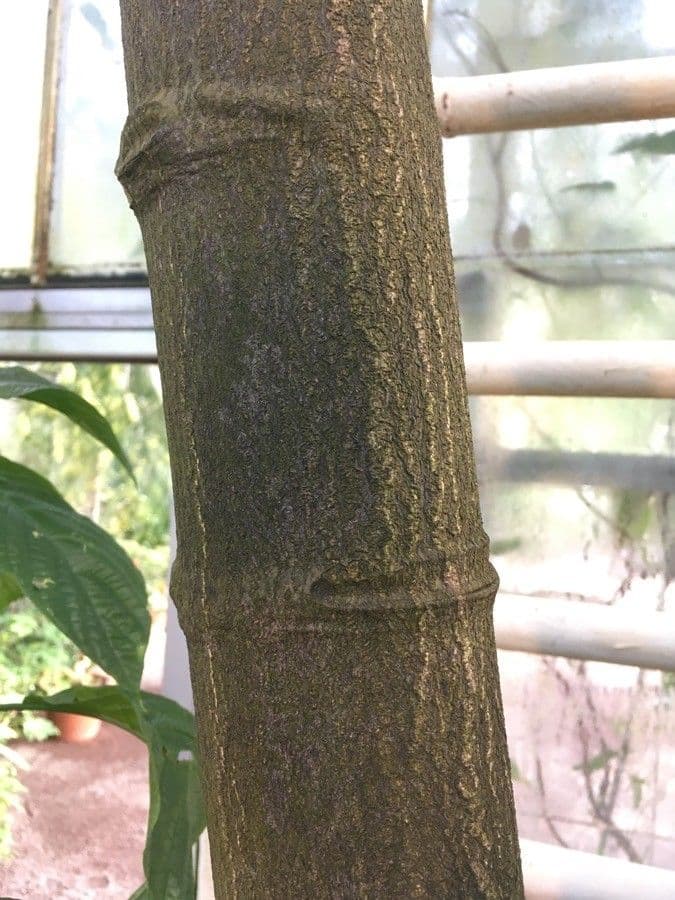 Gnetum gnemon 24