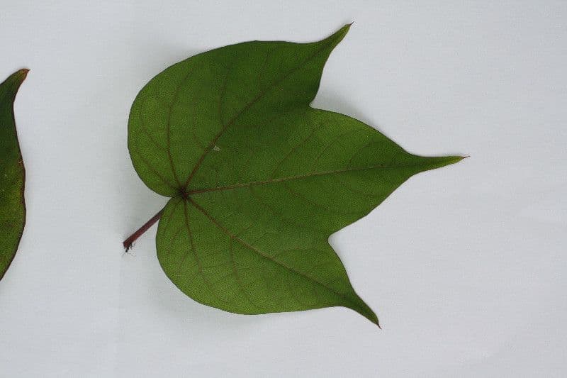 Baumwollbaum 25