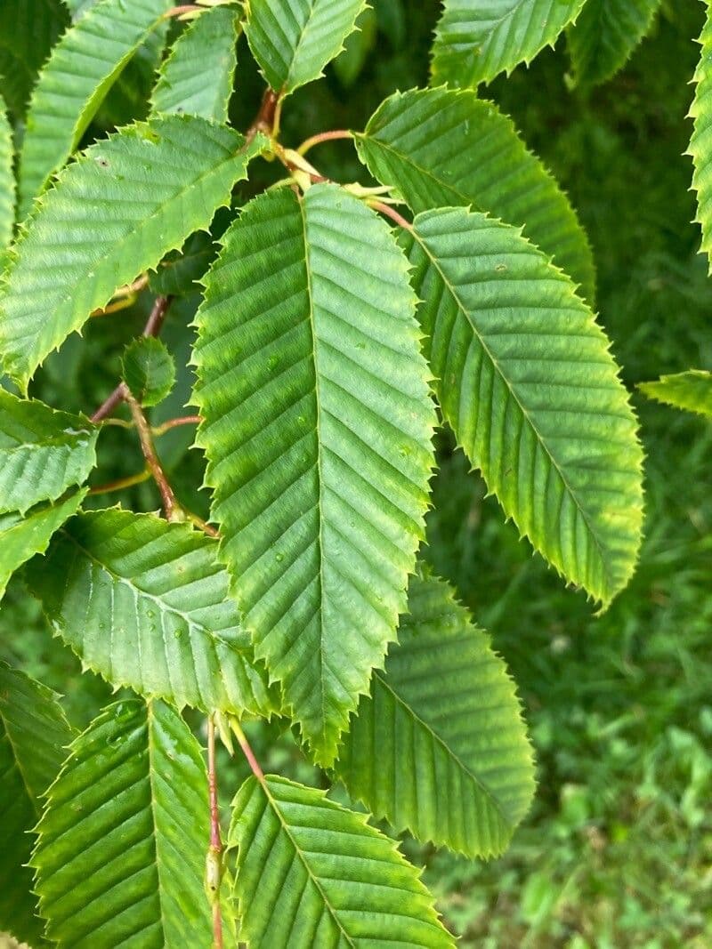 Carpinus japonica 14