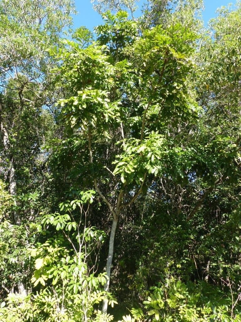 Cupaniopsis 5