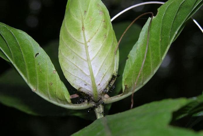 Ruellia 8