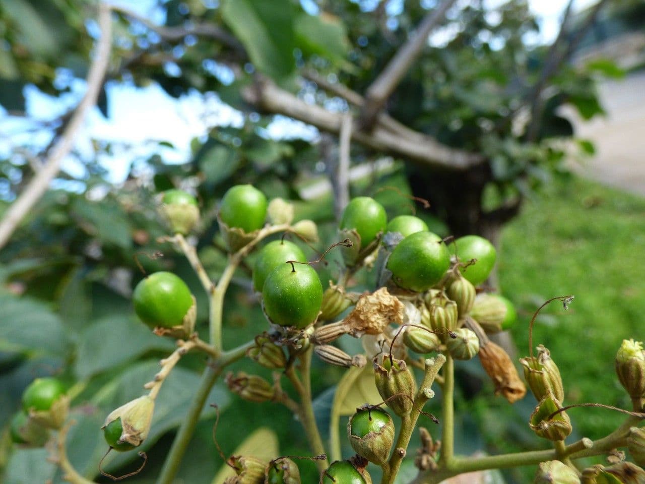 Cordia 2