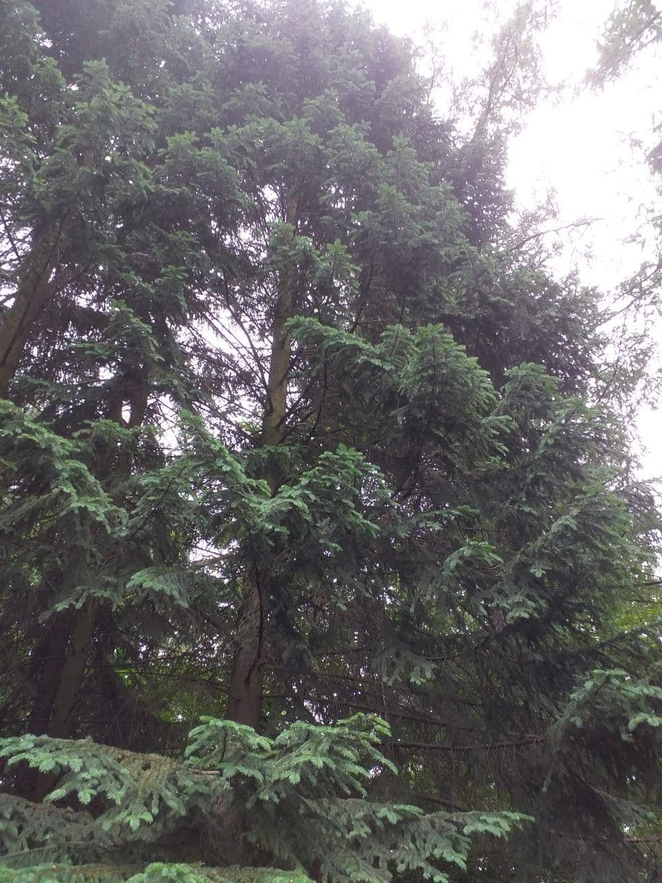 Abete di Koyama