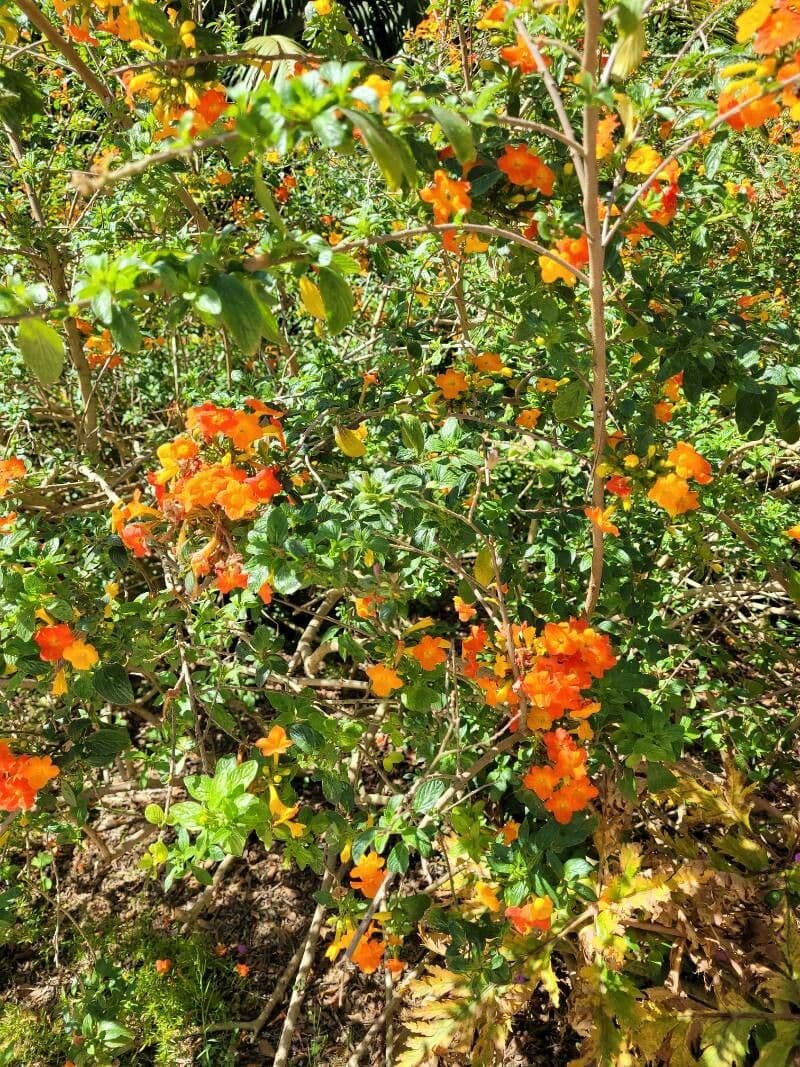 Lantana horrida
